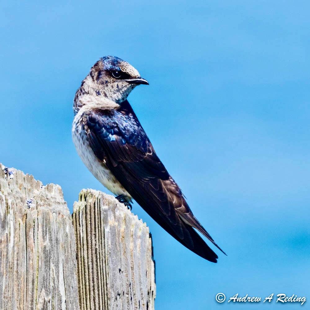 female purple martin by Andrew Reding is licensed under CC BY-NC-ND 2.0